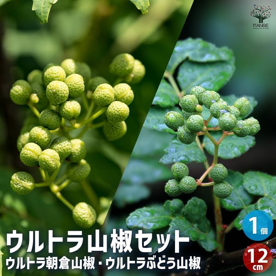 チビ葉山椒　山椒　苗　苗木　香味野菜 チビ葉山椒 山椒 苗 苗木 香味野菜 苗